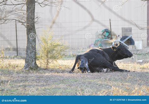 Cow Gives Birth To Newborn Calf Stock Photo Image Of Oklahoma Birth