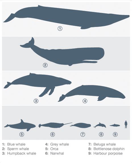 It is a large whale: Blue Whale Size Comparison Chart | ... whales and dolphins ...