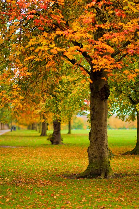 Autumn Park Free Stock Photo Public Domain Pictures