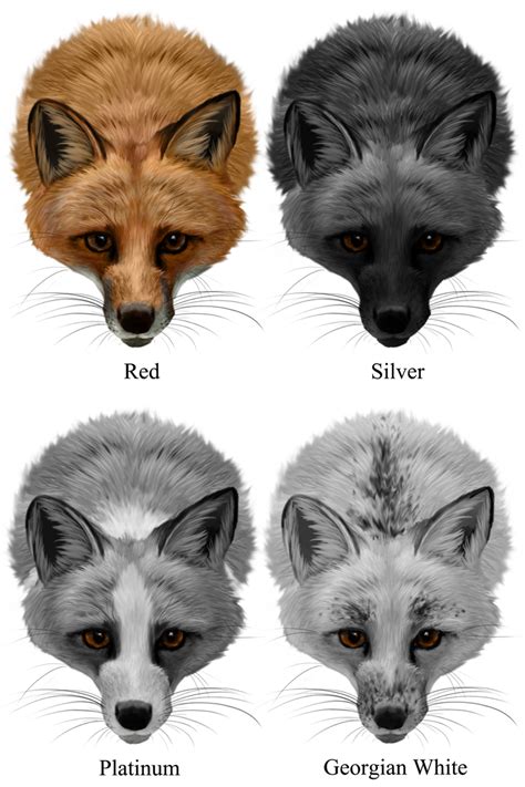 Domestic Fox Colors By Noellembrooks On Deviantart