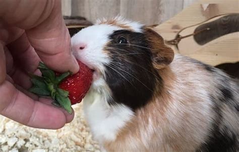 Can Guinea Pigs Eat Strawberries Strawberry Tops And Leaves