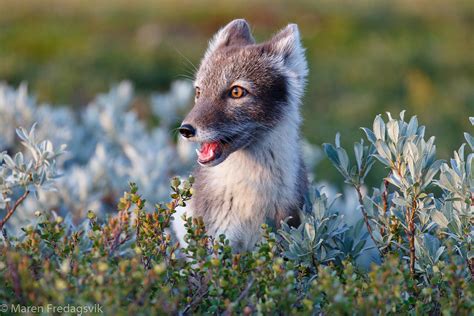Fjellrev Arctic Fox Maren Fredagsvik Flickr