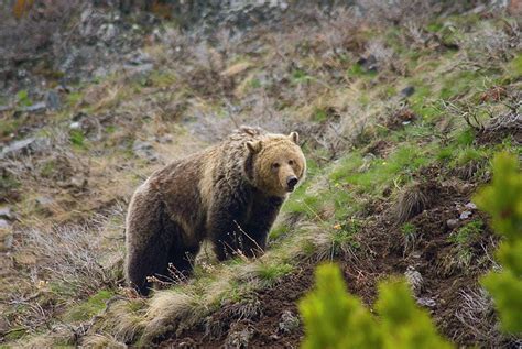 Wyoming Grizzly Bear Hunting Regulations Western Bear Foundation