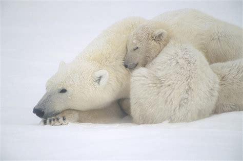 Mother Polar Bear And Cub Huddle In Snow Photograph By Kenneth Whitten