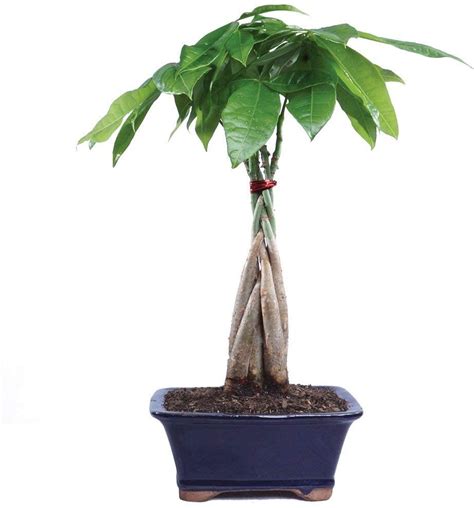 Live Good Luck Braided Money Bonsai Tree in Decorative Container (4