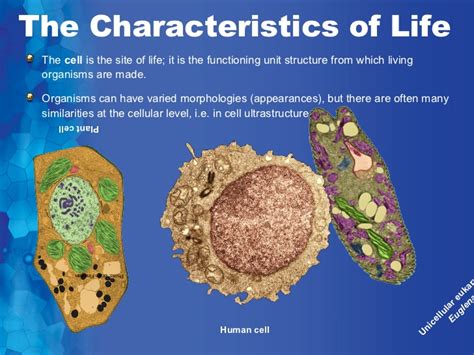 Check spelling or type a new query. Introduction to cells