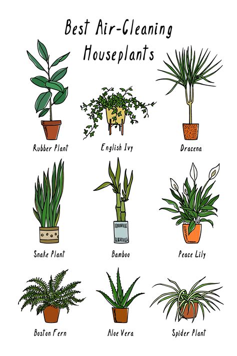 Hgtv.com shares 20 indoor plants that clean the air and remove harmful pollutants such as houseplants for health. Plants That Help Purify & Clean the Air | Air cleaning ...