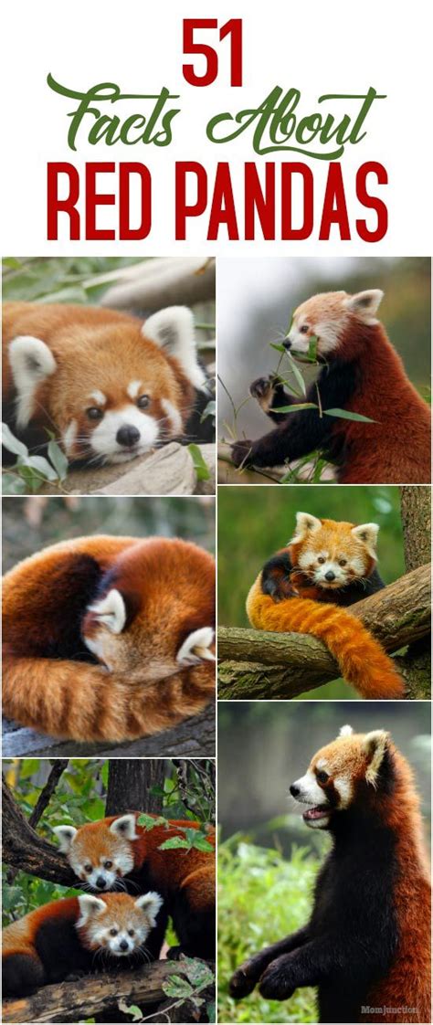 51 Amazing And Interesting Red Panda Facts For Kids Panda Facts Red