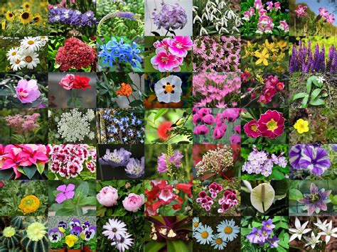Best Of List Of Flower Names A To Z Common And Easy Grow Types And View
