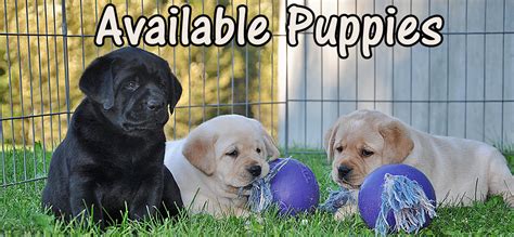These puppies are very well socialized. Riorock Labrador Retriever Puppies New England Puppy for ...