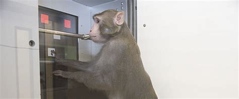 Deutsches Primatenzentrum Use Curiosity And Playfulness
