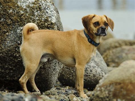 Puggle Pug And Beagle Mix Info Temperament Puppies Pictures