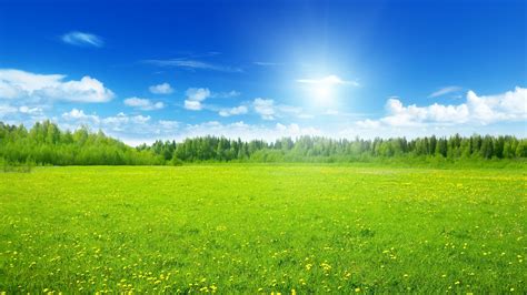 Green Meadow Android Wallpapers