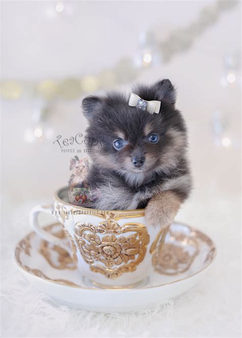 Pomeranian Puppies By Teacups Available Teacup Puppies And Boutique