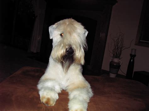 Soft Coated Wheaten Terrier | GreatDogSite