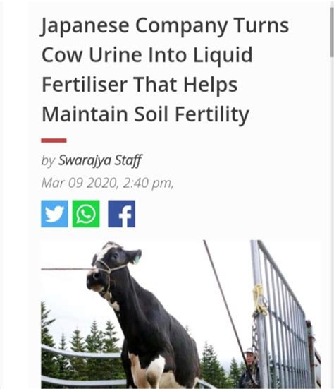 Cow Urine Benefits Scientifically Briefed