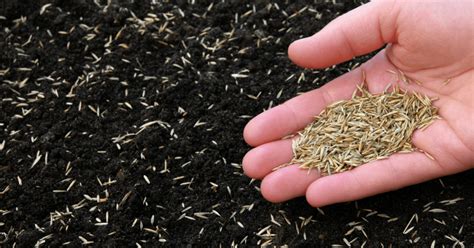 How Long Does Grass Seed Keep - Does Grass Seed Go Bad On The Ground