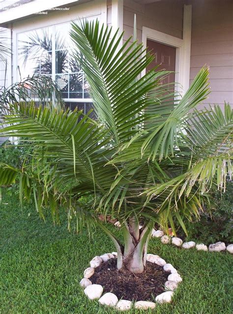 Plantfiles Pictures Ravenea Species Majestic Palm Majesty Palm