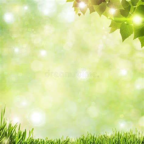 Sunny Abstract Green Nature Background Stock Photo Image Of Forest