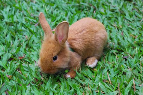 Free Images Nature Grass Animal Cute Looking Pet Young Green