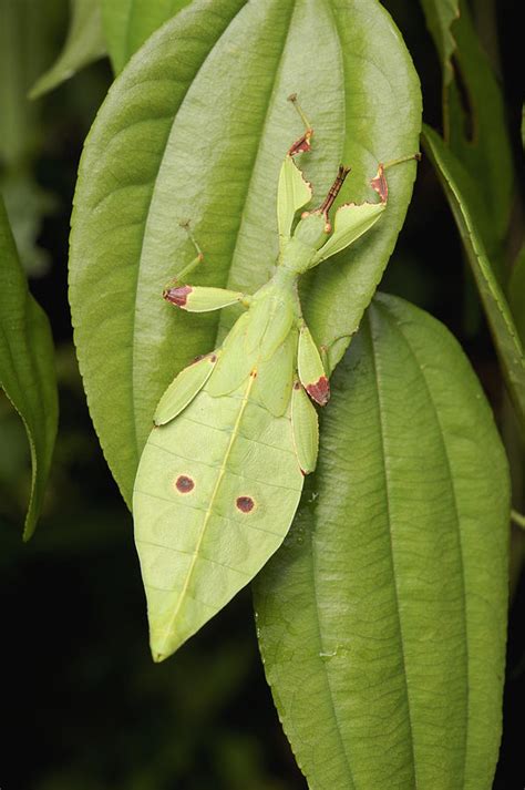 Leaf Insect Camouflaged Sarawak Borneo Photograph By Chien Lee Fine
