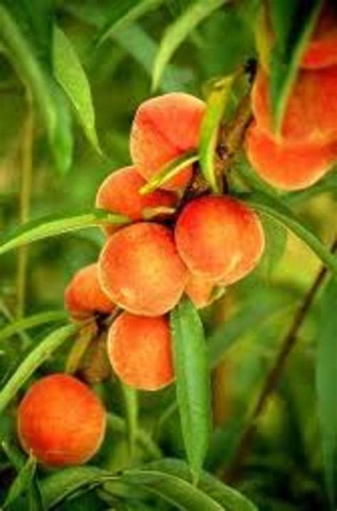 Attractive flowers that enhance the beauty of your garden may also serve as useful companion plants to stone fruit trees. Companion Planting for Fruit Trees: Natural Insect ...