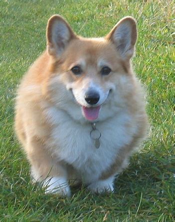 Understanding a corgi's diet requirements. Best Dog Food for Corgis - Reviews and Top Picks for 2020