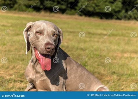 Profile Portrait Of A Dog Of Breed Weimaraner On The Green Lawn