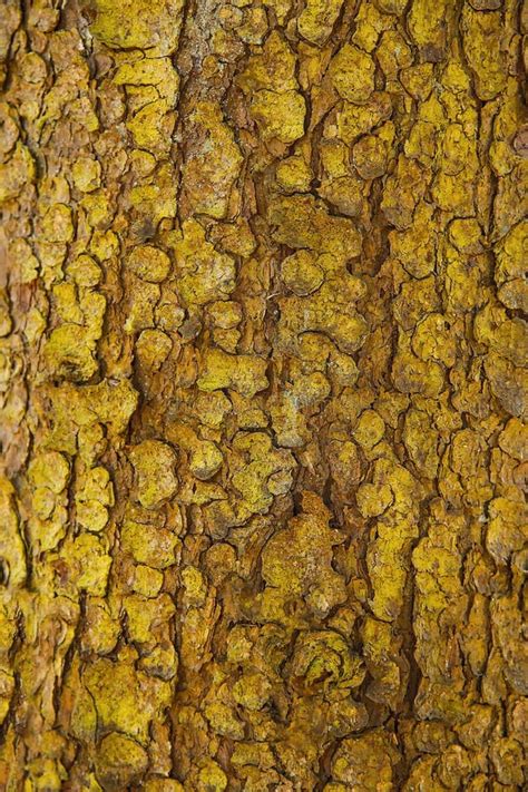 Bark Of A Forest Tree With A Textured Surface Stock Image Image Of