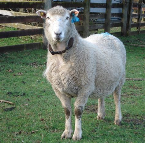 How Can You Tell Your Sheep Is Happy Amazing Animal Minds