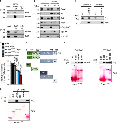Cytoplasmic Foxm1 Binds To And Inhibits The Gef Activity Of Ect2