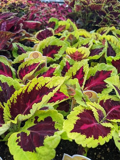 Photo Of The Leaves Of Coleus Coleus Scutellarioides Kong Rose