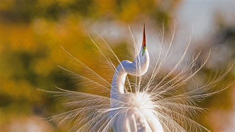 A Great Egret In Everglades National Park 高清壁纸 浮云网