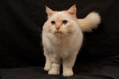 Meet Beautiful Ana A 3 Year Old Flame Point Ragdoll Mix Do You Want