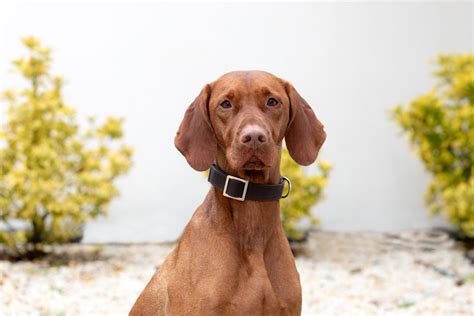 Red Dog An Adorable And Intelligent Breed Background Free