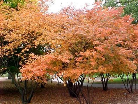 These seedlings will bloom for years with just some watering and taking care of any pests they attract. 74 best Ornamental Trees for Zone 4 & 5 images on ...