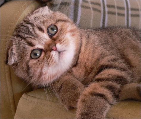 174 Best Images About Scottish Fold Cats On Pinterest