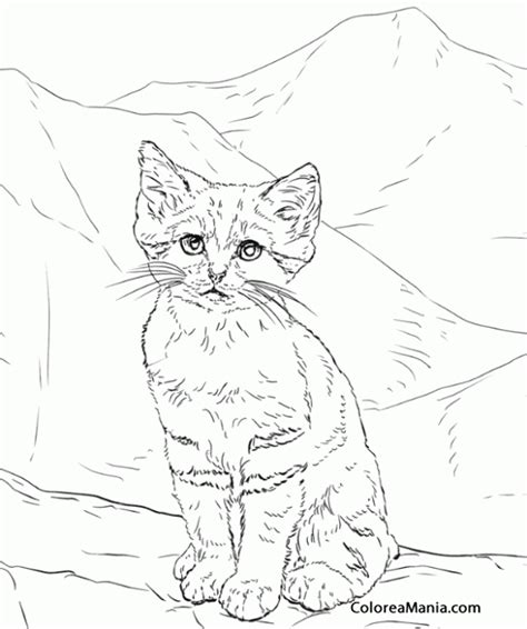Książka kolorowanki kotki pochodzi z wydawnictwa sbm. Colorear Gato del Desierto. Sand Cat 2 (Animales ...