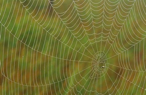 Spider Silk Is Natures Miracle Fiber