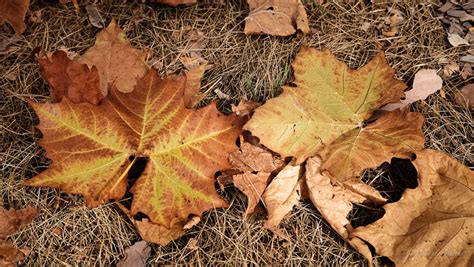 Big Leaf Maple Monte Stevens Photographymonte Stevens Photography