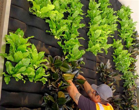 Für ein optimales ergebnis helfen wir unser system basiert auf hydrokultur, wobei die pflanzen in speziellen vliesen gehalten werden. Florafelt Vertical Garden Systems