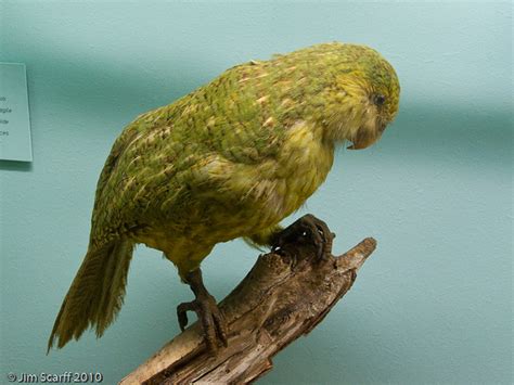 Kakapo Strange Nocturnal Flightless Parrot Very Endangered