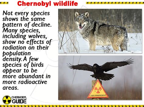 Chernobyl Animal Mutations Pictures And Facts About