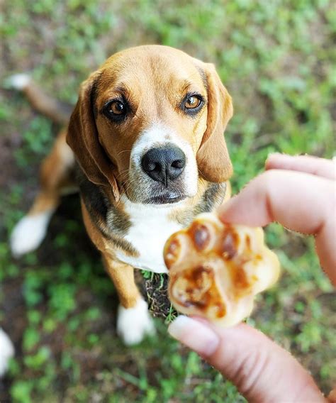 Easy Pumpkin No Bake Treats For Dogs Just 3 Ingredients Healthy Dog