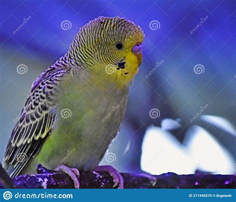 The Australian Budgerigar Also Known As Budgie Melopsittacus