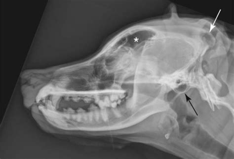 The Cranial And Nasal Cavities Canine And Feline Veterian Key