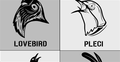 Berikut ini adalah sketsa gambar mewarnai burung. Sketsa Gambar Lovebird - 55 Sketsa Gambar Burung Lovebird ...