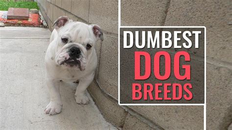 Top 10 Dumbest Dog Breeds That Are Greatly Lovable Petmoo