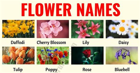 Images Of Different Flowers With Their Names Gardenpicdesign