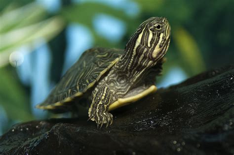 Cumberland Slider Facts and Pictures